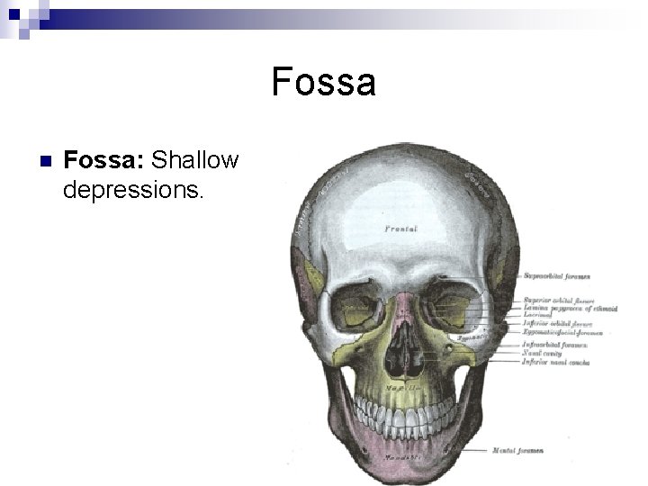Fossa n Fossa: Shallow depressions. 