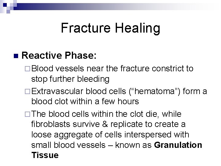 Fracture Healing n Reactive Phase: ¨ Blood vessels near the fracture constrict to stop
