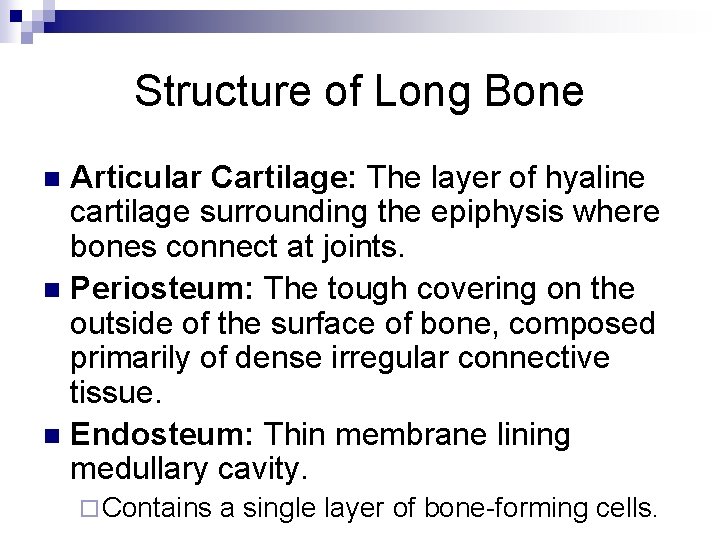 Structure of Long Bone Articular Cartilage: The layer of hyaline cartilage surrounding the epiphysis