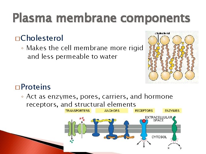 Plasma membrane components � Cholesterol ◦ Makes the cell membrane more rigid and less