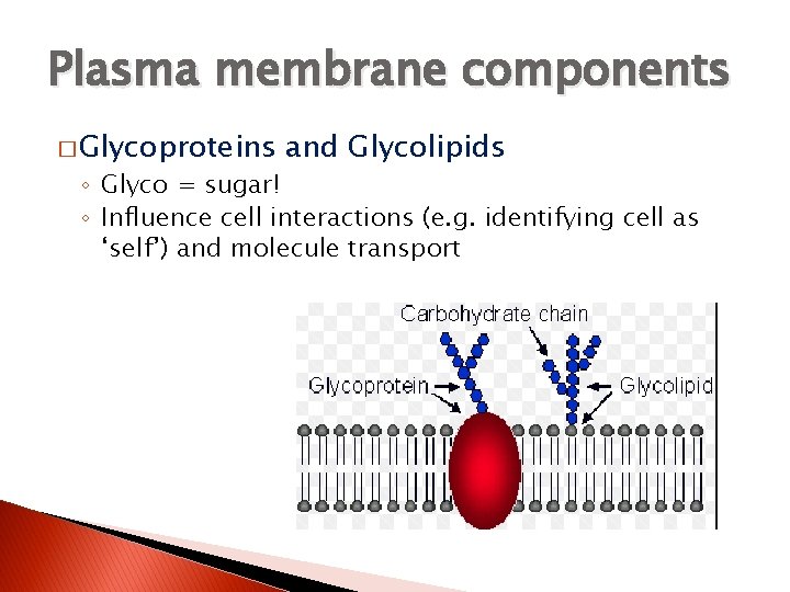 Plasma membrane components � Glycoproteins and Glycolipids ◦ Glyco = sugar! ◦ Influence cell