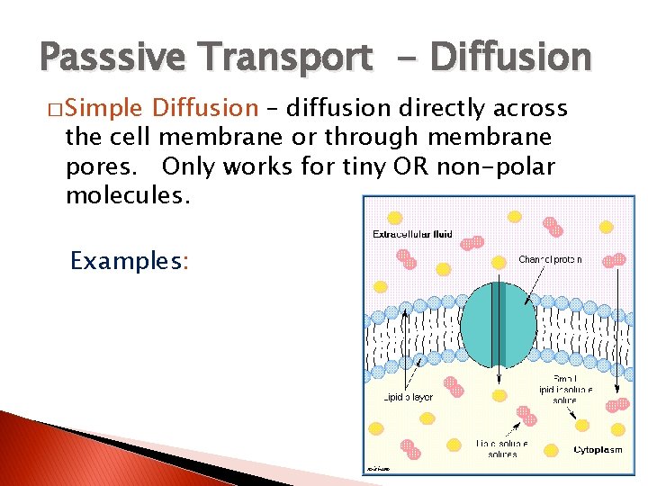 Passsive Transport - Diffusion � Simple Diffusion – diffusion directly across the cell membrane