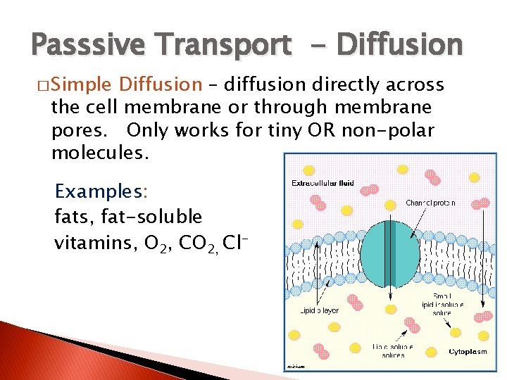 Passsive Transport - Diffusion � Simple Diffusion – diffusion directly across the cell membrane