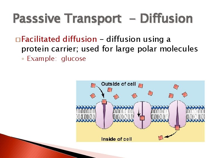 Passsive Transport - Diffusion � Facilitated diffusion - diffusion using a protein carrier; used