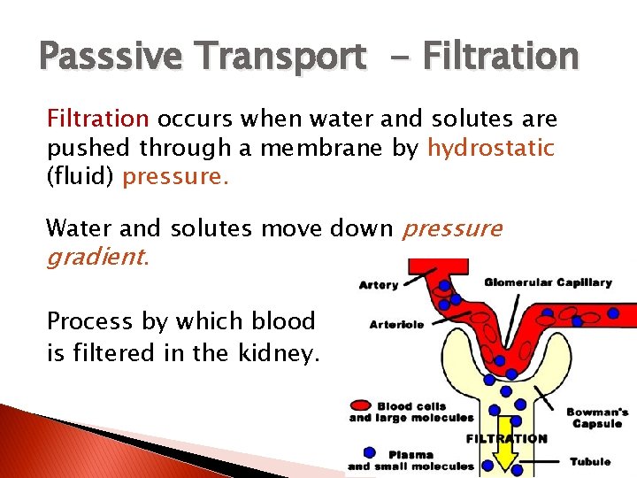 Passsive Transport - Filtration occurs when water and solutes are pushed through a membrane