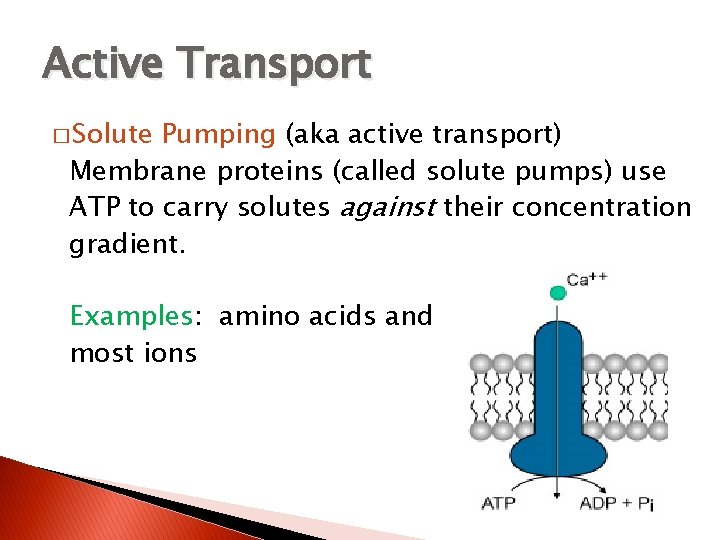 Active Transport � Solute Pumping (aka active transport) Membrane proteins (called solute pumps) use