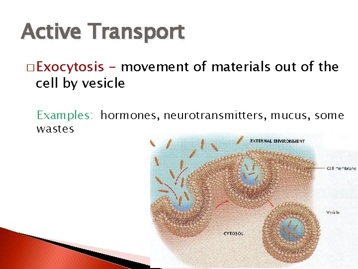 Active Transport � Exocytosis - movement of materials out of the cell by vesicle