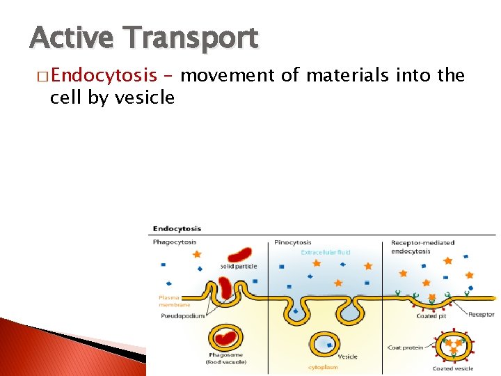 Active Transport � Endocytosis – movement of materials into the cell by vesicle 