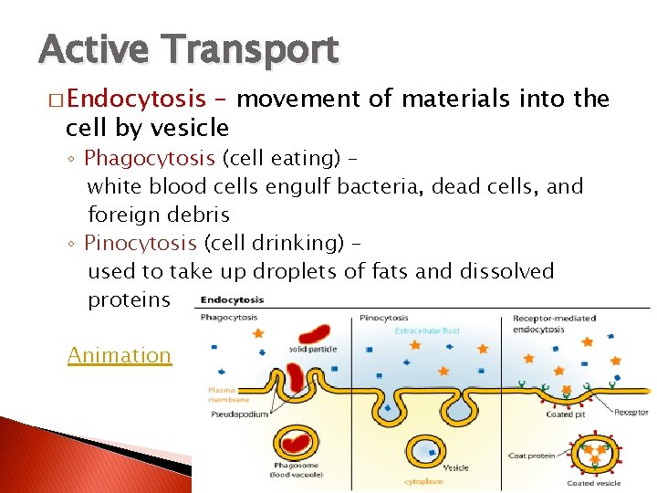 Active Transport � Endocytosis – movement of materials into the cell by vesicle ◦