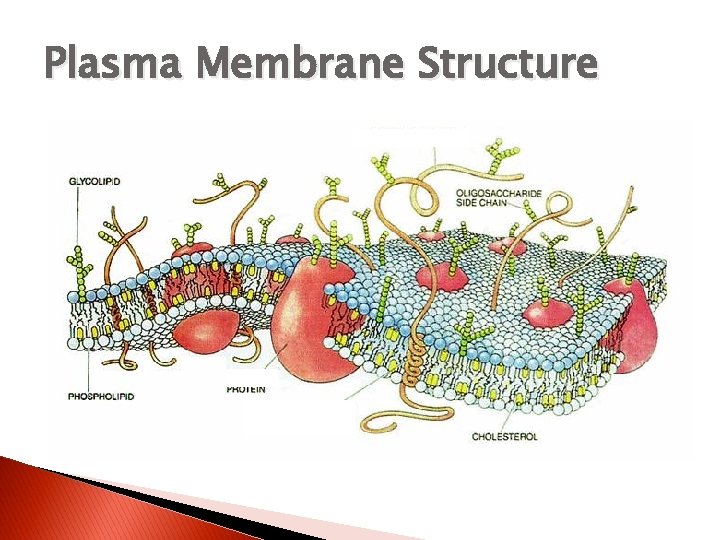 Plasma Membrane Structure 