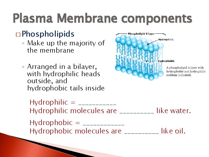 Plasma Membrane components � Phospholipids ◦ Make up the majority of the membrane ◦