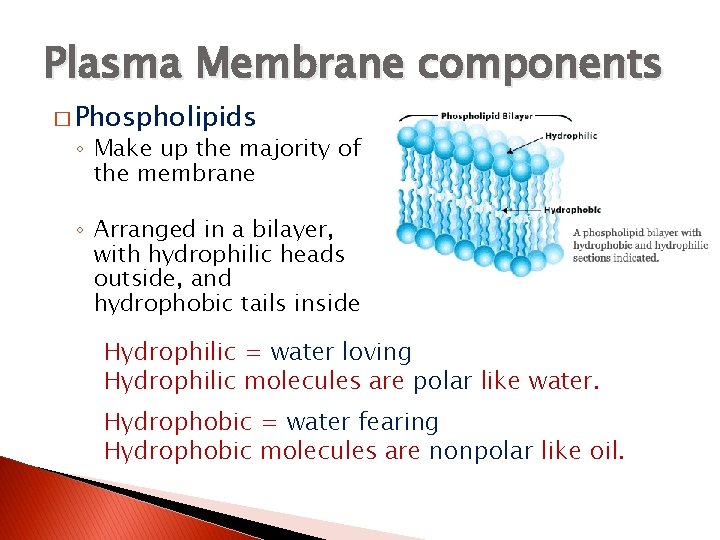 Plasma Membrane components � Phospholipids ◦ Make up the majority of the membrane ◦