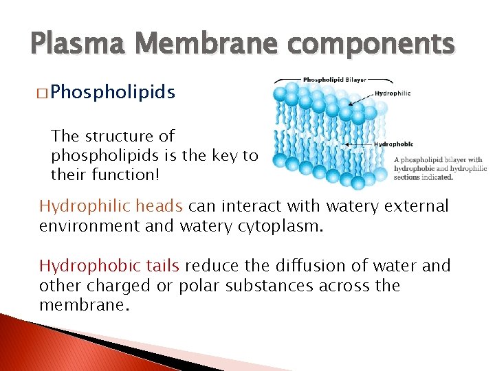 Plasma Membrane components � Phospholipids The structure of phospholipids is the key to their