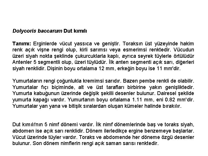 Dolycoris baccarum Dut kımılı Tanımı: Erginlerde vücut yassıca ve geniştir. Toraksın üst yüzeyinde hakim