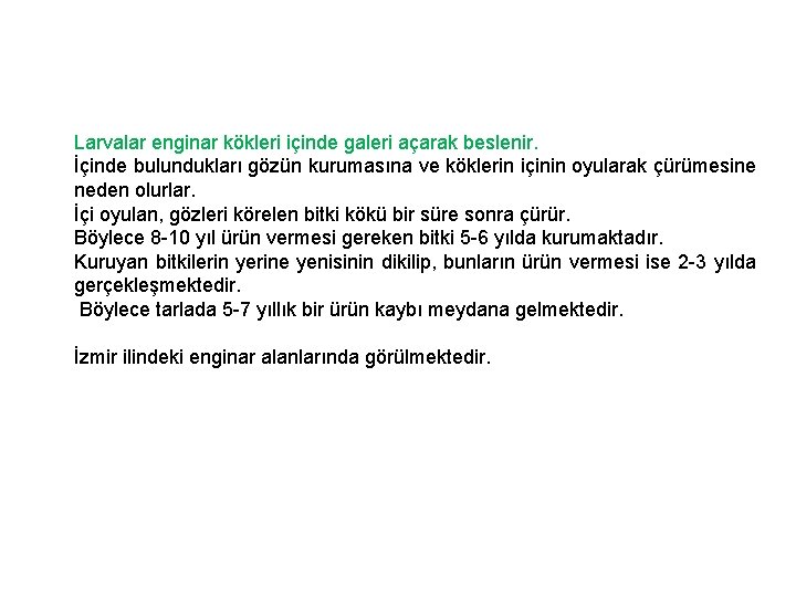 Larvalar enginar kökleri içinde galeri açarak beslenir. İçinde bulundukları gözün kurumasına ve köklerin içinin