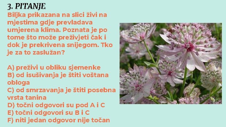 3. PITANJE Biljka prikazana na slici živi na mjestima gdje prevladava umjerena klima. Poznata