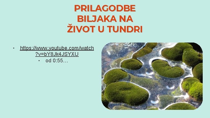 PRILAGODBE BILJAKA NA ŽIVOT U TUNDRI • https: //www. youtube. com/watch ? v=b. Y