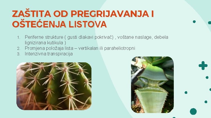 ZAŠTITA OD PREGRIJAVANJA I OŠTEĆENJA LISTOVA Periferne strukture ( gusti dlakavi pokrivač) , voštane