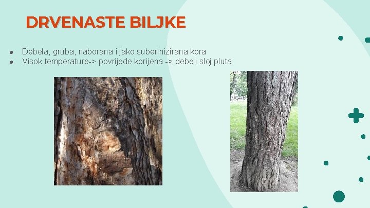 DRVENASTE BILJKE ● ● Debela, gruba, naborana i jako suberinizirana kora Visok temperature >