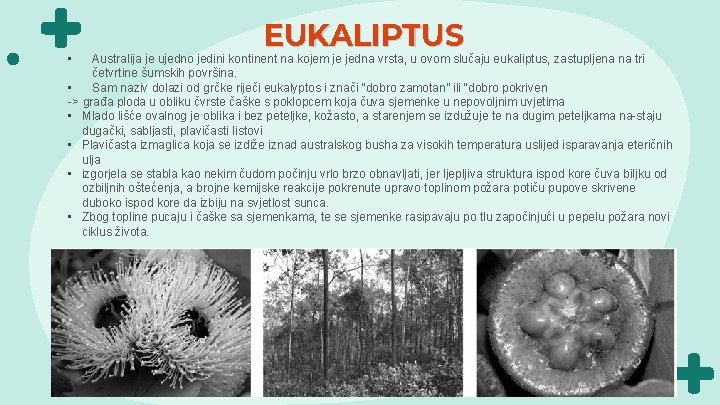  • EUKALIPTUS Australija je ujedno jedini kontinent na kojem je jedna vrsta, u