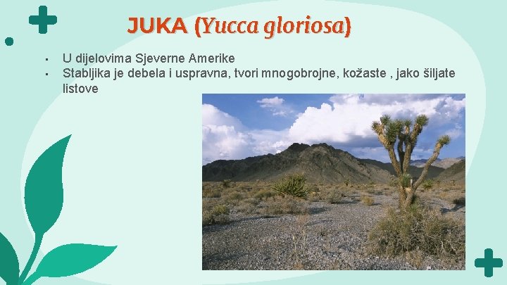 JUKA (Yucca gloriosa) • • U dijelovima Sjeverne Amerike Stabljika je debela i uspravna,