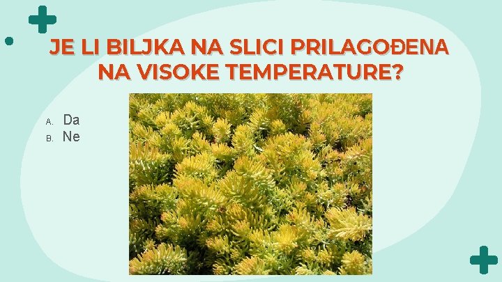JE LI BILJKA NA SLICI PRILAGOĐENA NA VISOKE TEMPERATURE? A. B. Da Ne 