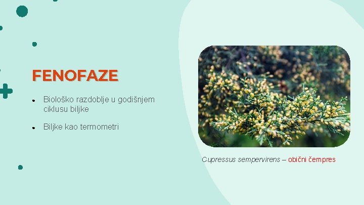 FENOFAZE ● Biološko razdoblje u godišnjem ciklusu biljke ● Biljke kao termometri Cupressus sempervirens