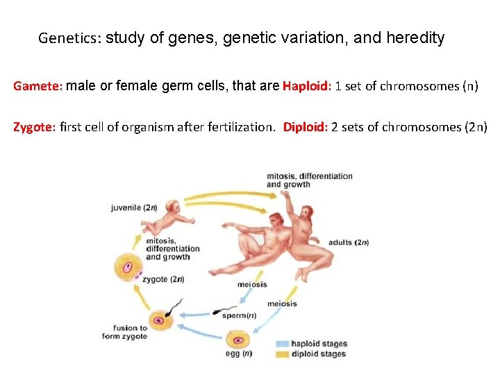 Genetics: study of genes, genetic variation, and heredity Gamete: male or female germ cells,