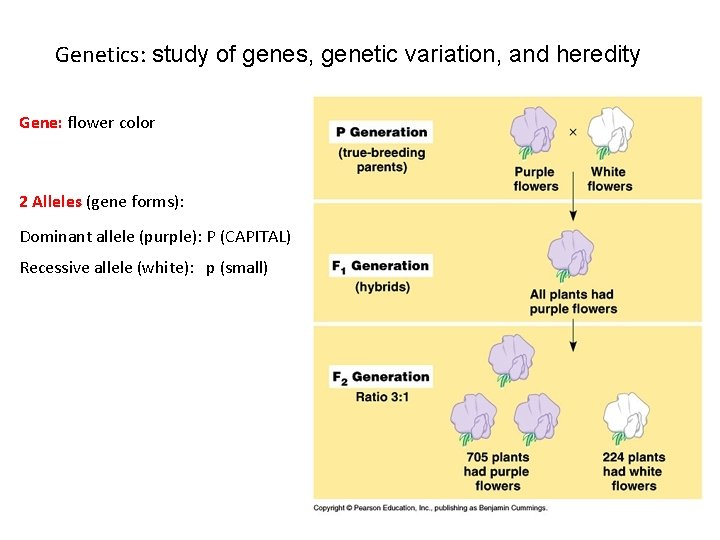 Genetics: study of genes, genetic variation, and heredity Gene: flower color 2 Alleles (gene