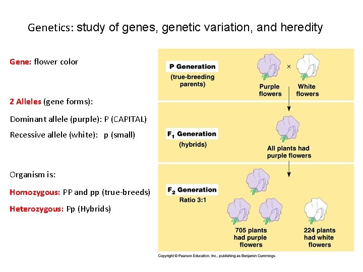 Genetics: study of genes, genetic variation, and heredity Gene: flower color 2 Alleles (gene