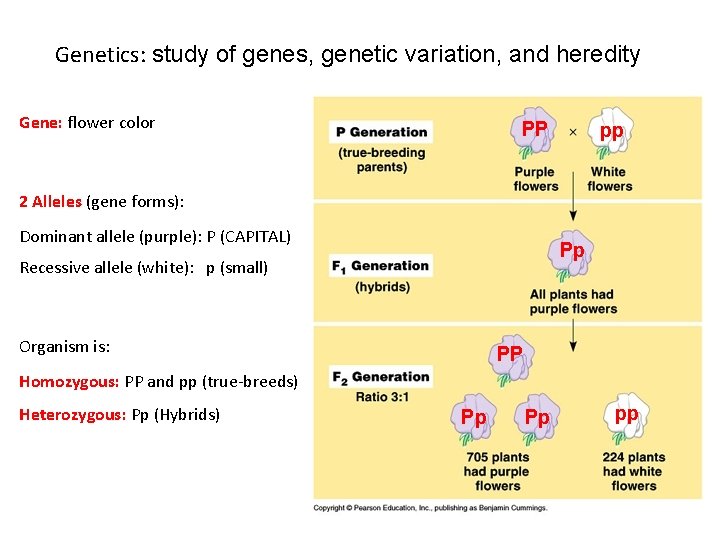 Genetics: study of genes, genetic variation, and heredity Gene: flower color PP pp 2
