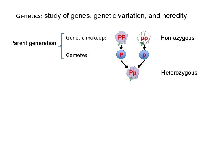 Genetics: study of genes, genetic variation, and heredity Parent generation Genetic makeup: PP pp