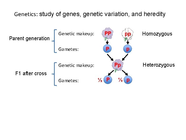 Genetics: study of genes, genetic variation, and heredity Parent generation Genetic makeup: PP pp
