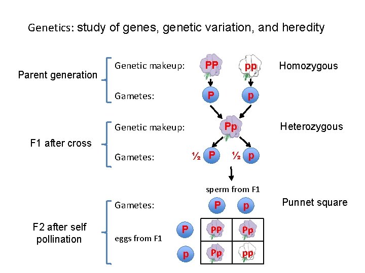Genetics: study of genes, genetic variation, and heredity Parent generation Genetic makeup: PP pp