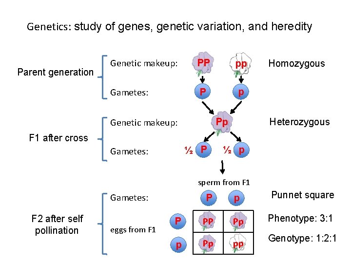 Genetics: study of genes, genetic variation, and heredity Parent generation Genetic makeup: PP pp