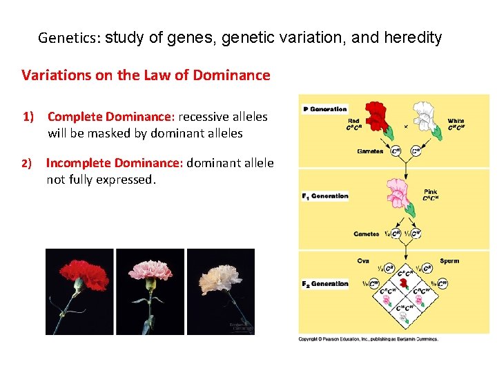 Genetics: study of genes, genetic variation, and heredity Variations on the Law of Dominance