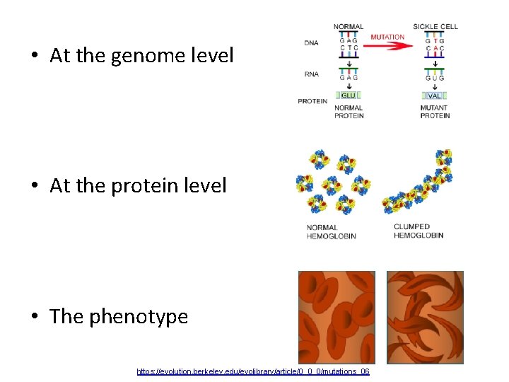  • At the genome level • At the protein level • The phenotype