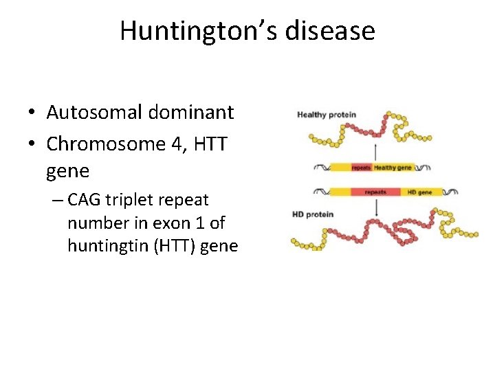 Huntington’s disease • Autosomal dominant • Chromosome 4, HTT gene – CAG triplet repeat