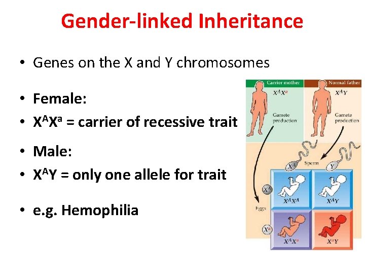 Gender-linked Inheritance • Genes on the X and Y chromosomes • Female: • XAXa