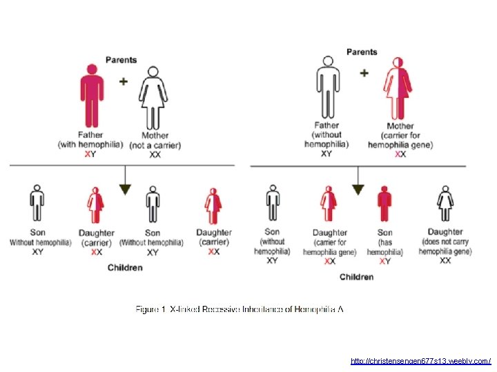 http: //christensengen 677 s 13. weebly. com/ 