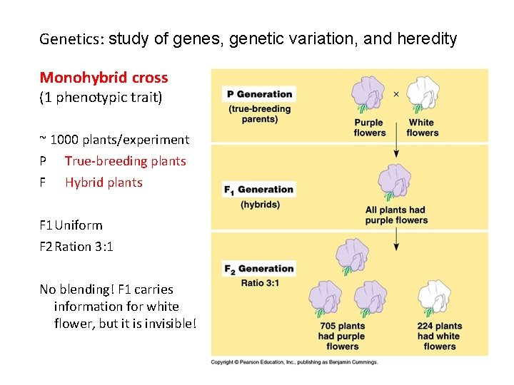 Genetics: study of genes, genetic variation, and heredity Monohybrid cross (1 phenotypic trait) ~