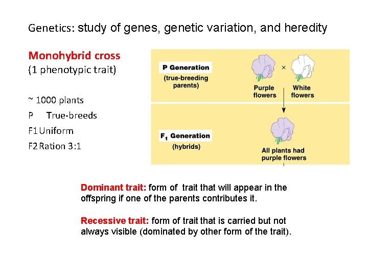 Genetics: study of genes, genetic variation, and heredity Monohybrid cross (1 phenotypic trait) ~