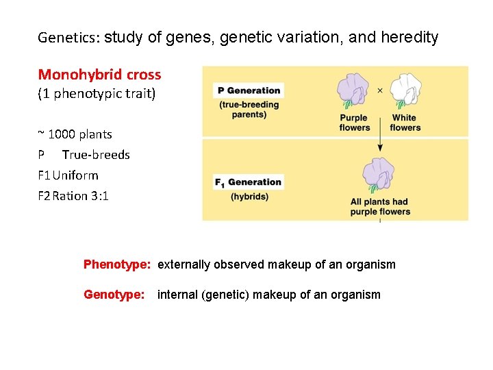 Genetics: study of genes, genetic variation, and heredity Monohybrid cross (1 phenotypic trait) ~