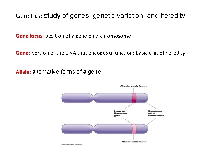 Genetics: study of genes, genetic variation, and heredity Gene locus: position of a gene