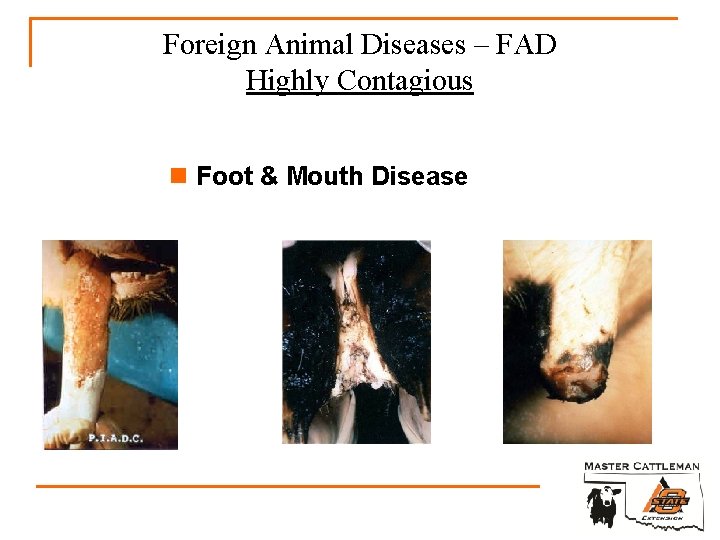 Foreign Animal Diseases – FAD Highly Contagious n Foot & Mouth Disease 