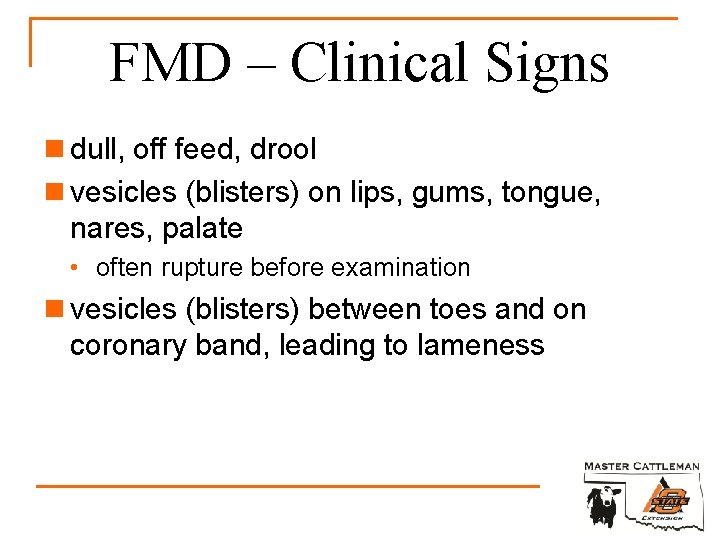 FMD – Clinical Signs n dull, off feed, drool n vesicles (blisters) on lips,
