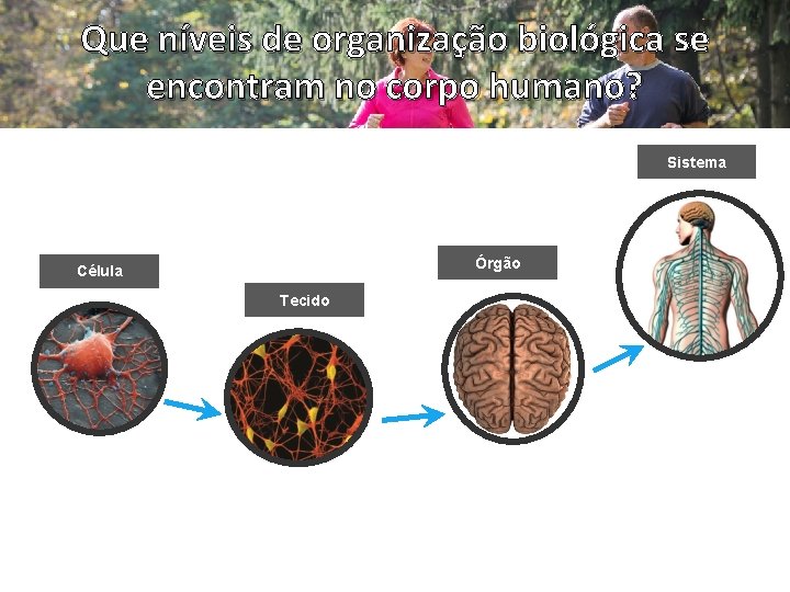 Compreender o Corpo Humano 9 Subdomnio 2 Organismo