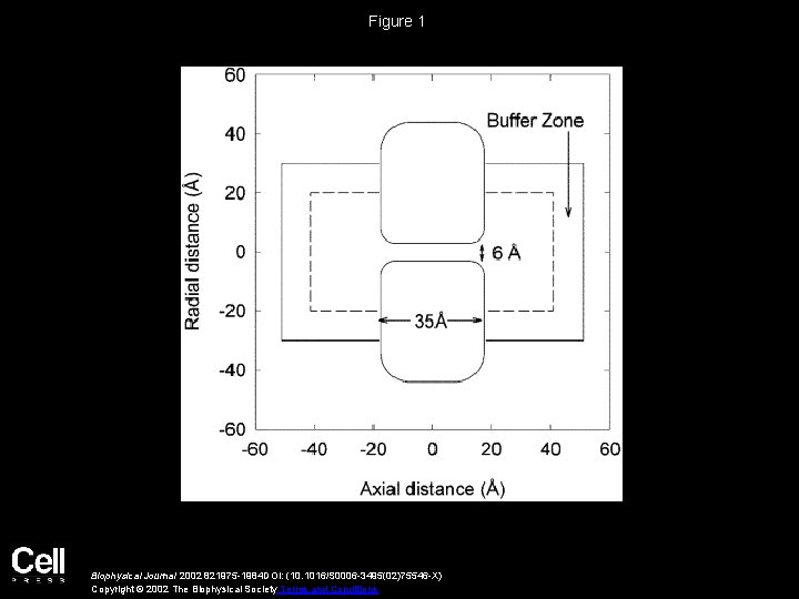 Figure 1 Biophysical Journal 2002 821975 -1984 DOI: (10. 1016/S 0006 -3495(02)75546 -X) Copyright