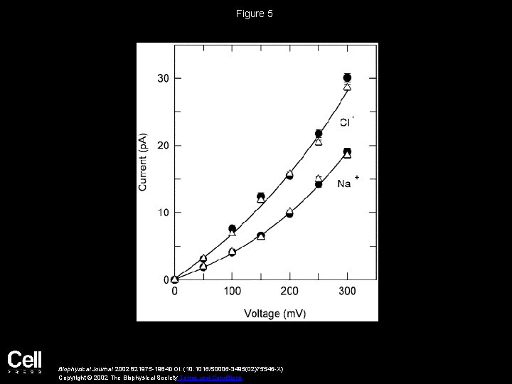 Figure 5 Biophysical Journal 2002 821975 -1984 DOI: (10. 1016/S 0006 -3495(02)75546 -X) Copyright