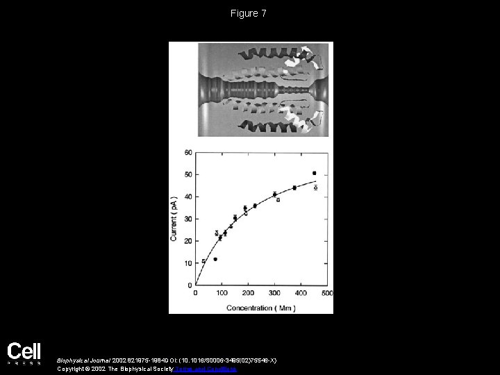 Figure 7 Biophysical Journal 2002 821975 -1984 DOI: (10. 1016/S 0006 -3495(02)75546 -X) Copyright